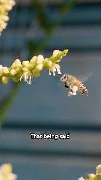 Why People HATE Honeybees