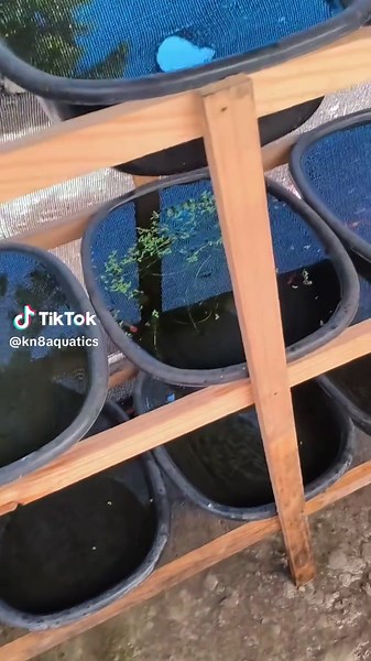 usapang water quality!! #guppy #kn8 #fyp #aquaticsb