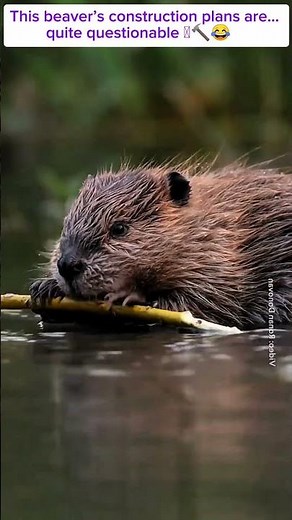 Beaver Builds Chaos Instead of a Dam 🦫💥 #Shorts #cute #beaver
