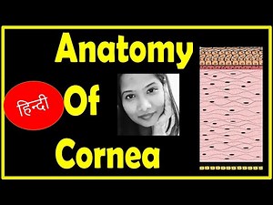 Cornea की anatomy विस्तार से समझें | Ophthalmology