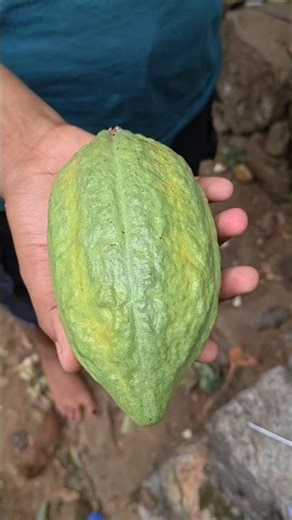 Cocoa Fruit || Fruit #shorts