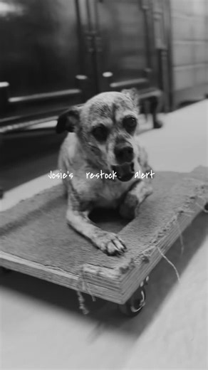 The Barn is OPEN! 🤍🐾 Come shop in person Thursday–Saturday, 10–4 and don’t forget—our online collection has been refreshed and is ready for you anytime! We’ve been busy restocking adding SO many new pieces this week and we cannot wait for you to see them… especially Josie 🐶✨ She’s ready for visitors! | The Barn Antiques