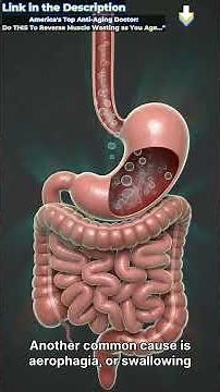 What Happens Inside Your Belly When It Bloats 3D Animation