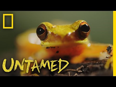 Frog Mating Season | Untamed