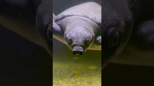 Meet the Fascinating Pig-Nosed Turtle Up Close