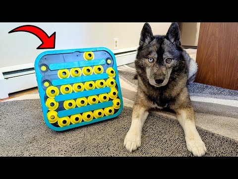 This Dog Puzzle Has FOUR Levels to Challenge your Dog!