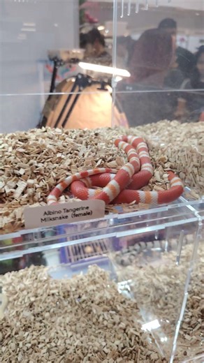 Reptiles and Amphibians in National Reptile Competition #exoticpets #philippines