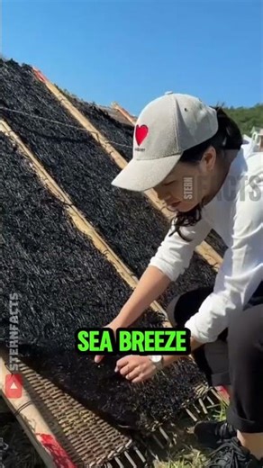 How Seaweed Gets Its Unique Taste
