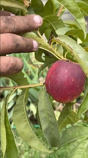 Pruning a Newly Planted Nectarine Tree