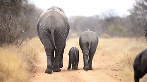 131K views · 645 reactions | Elephants, like us, form deep and lifelong family bonds. | Tusk & Trunk | Facebook