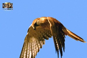 Beaks And Talons - [ हिन्दी डाक्यूमेंट्री ] Part 11 , #nature #beaks #talons #documentary #discovery #wildworlddocumentary | Wild World