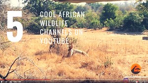 Top 5 African Wildlife Channels on YouTube