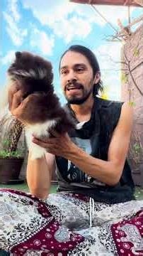 Hoy bañamos a este chaparro que parece galleta de chocolate 🤎🤌🏻 #cachorro #pomerania #pomeranian