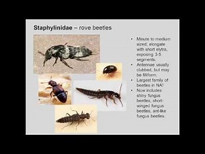 Entomology 1111 - 2018 - Lecture 09 - Coleoptera, Neuroptera, Hymenoptera