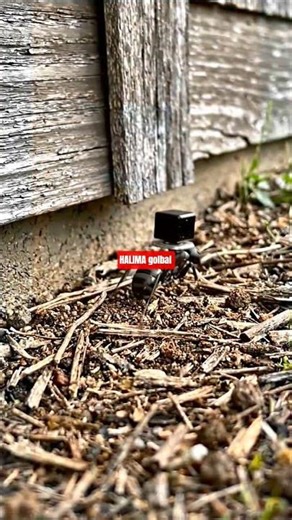 How Ants Find Their Way HomeWhy They Return to Your Home #antresearch