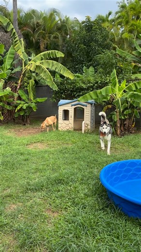 Our furry friends at DogWorldPR are having the best time playing, exploring, and making new friends every day. Give your dog the fun and care they deserve. 📲 Book their stay or shop our quality products at DogWorldPR.com 787-550-8441 ❤️ Like, share, and tag a dog lover who would brighten their day with this joy! #DogWorldPR #HappyDogs #PlaytimeFun #PetBoardingPR #PuertoRicoPets | Dog World PR