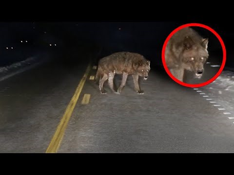 10 Shocking Encounters With Wild Animals