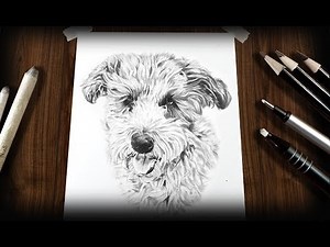 Schnoodle Dog Sketch - How to Draw a Dog