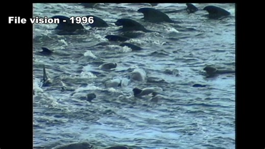 More than 300 whales stranded at a WA beach in 1996