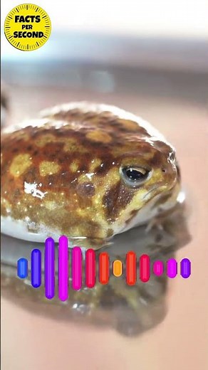 “The Most Bizarre Frog Noises You’ll Ever Hear 😨”