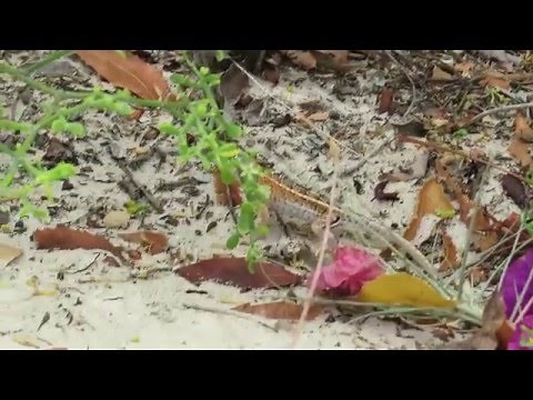 Three-eyed Lizard (Chalaradon madagascariensis) [三眼砂蜥]吃螞蟻