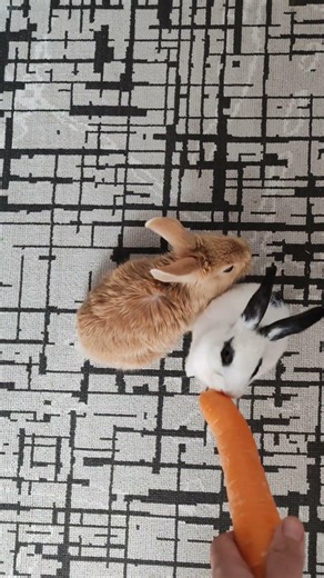 My rabbit eating carrots and playing #bunny #rabbit #bunnyeats #cuteanimal #cute #yt #carrotasmr