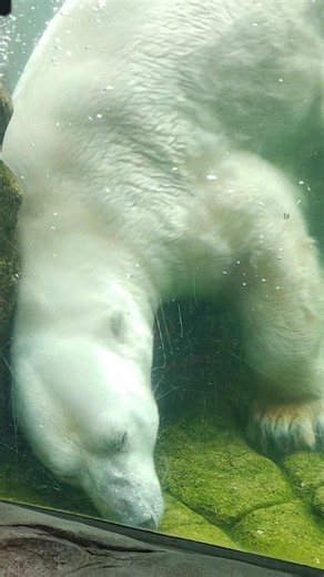 近いとさらにでっかいカイ #ホッキョクグマ #八木山動物公園 #カイ
