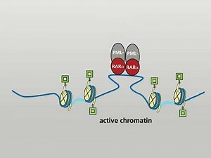 Molecular actions of the PML-RARα fusion protein in promyelocytic leukaemia HD