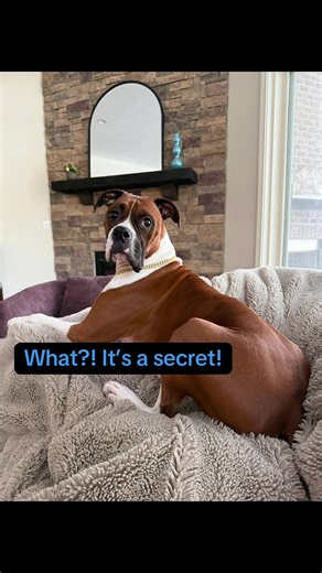 The Secrets of Boxer Dogs on TikTok