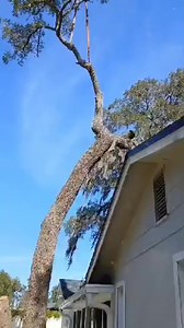 Doing what I know the best | TreeTazz Tree Service LLC