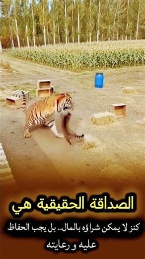 الصداقة الحقيقية هي كنز لا يمكن شراؤه بالمال، بل يجب الحفاظ عليه ورعايته #shorts