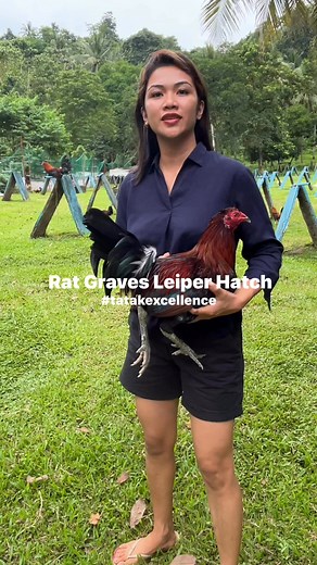 12K reactions · 216 shares | Rat Graves Leiper Hatch #tatakexcellence #fblifestyle | Ann Panabong Breeder | Facebook