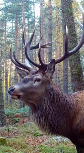 Immerse in the Powerful Grunt of Deer in Nature