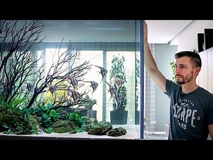 MASSIVE ANGELFISH AQUARIUM! The Most Expensive Tank I've EVER Set Up!