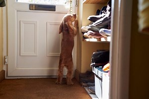 How to stop your dog barking at the door