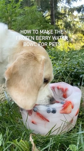 11M views · 77K reactions | Here are the instructions for the popular ice water bowl! I originally showed it with my chickens, but my dog loves it too! Have questions, please let me know  #dogsofinstagram #crazychickenlady #beaglesofinstagram #lemonbeagle #crazydogmom #cutepuppy | Little Pine Learners | Facebook