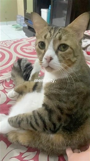 si tukang duduk brunowell😛 #cat #kucinglucu #funnycat #kucing #meme #mentality #shorts