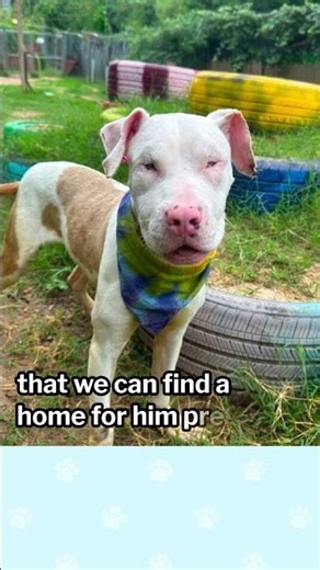 Adopt Topher: Inspiring Austin Rescue Puppy Story