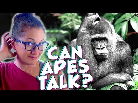 The Bizarre Truth About Ape Sign Language