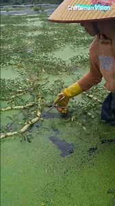 High-yield and high-quality floating water spinach Planting technology