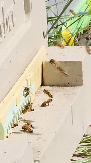 Happy World Bee Day! 🐝 At AEA, we recognize that healthy ecosystems—starting with healthy soil—are essential to a thriving planet. Bees are crucial to this balance, and as regenerative agriculture advocates, we are committed to using farming practices that nurture both plants and pollinators. As you may know, our founder, John Kempf, is a beekeeper, and his deep connection to these incredible creatures inspired AEA’s logo—representing the deep connection between healthy soil, thriving crops, an