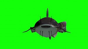 Animated catfish with green screen