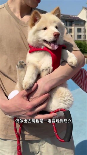 今天翻新一只米白色的脏脏土松#土松 #土松铃铛 #奇愈记氨基酸清净慕斯 #奇愈记免洗慕斯 #狗狗清洁