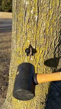 Tapping Maple Trees: Quick Tutorial
