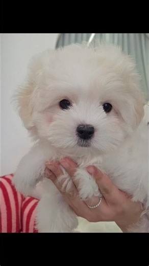 강아지분양 댕블리 동탄 센트럴파크점 ❤️ 꼬숑 만두 #강아지분양 #강아지 #애견영상 #강아지영상 #귀여운강아지 #예쁜강아지 #추천 #꼬숑 #아기강아지 #cutedog #반려견