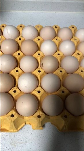 Free Royalty-Free Footage for Your Projects | High-Quality Video Clips for Creators #FreeFootage