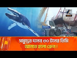 কে'টে সরাতে হলো ৩০ টনের তিমি | Maasranga News