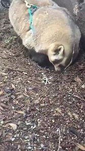 #DidYouKnow The word "badger" comes from the French word "becheur" meaning "digger" and is extremely appropriate. Everything about a badgers body says "dig". It has massive, shovel-like front paws with five powerful toes, each tipped with curved claws as strong as steel. They can move yards of dirt in minutes, barreling in head first with long digging strokes of the front legs and quick, earth-moving shoves backwards with the rear legs. The rear paws and claws are smaller and designed to doze aw
