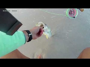 Fly Fishing Beach Snook