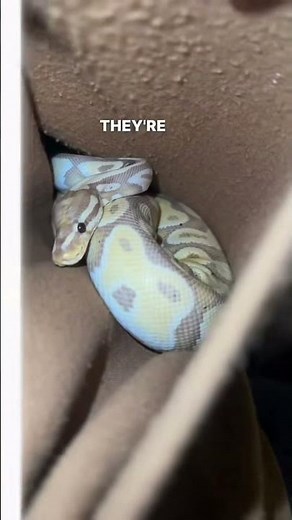 Where do you keep your snakes at? #ballpython #snake #reptile #pet #idaho